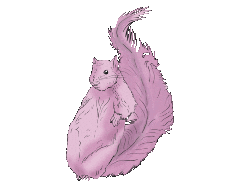 Squirrel Sticker by Bendigo Fletcher