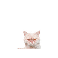 Angry Sticker by Rubicat