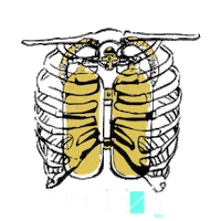 ANFIBIOSIBIZA diver divemaster anfibio anfibios Sticker