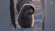 nat geo hostile planet GIF by National Geographic Channel