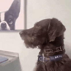 Shocked Dog GIF