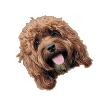 ripleyandrue happy dogs doodle tongue Sticker