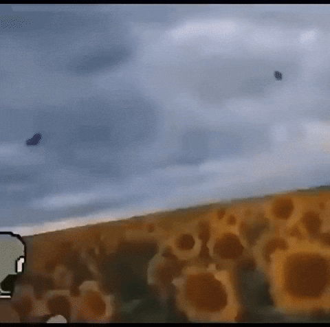 qwailj meme giphycreatortest pvz plantsvszombies GIF