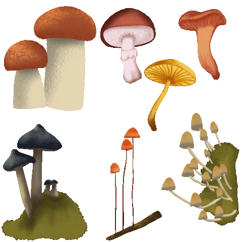 Summer Illustration Sticker