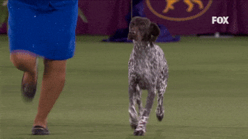 Sporting Group Winner German Shorthaired Pointer