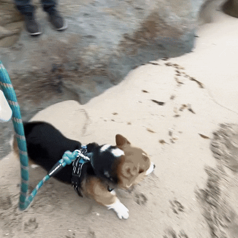 Dog Corgi GIF