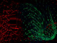 You Can Wow GIF by FranchiseONE.de