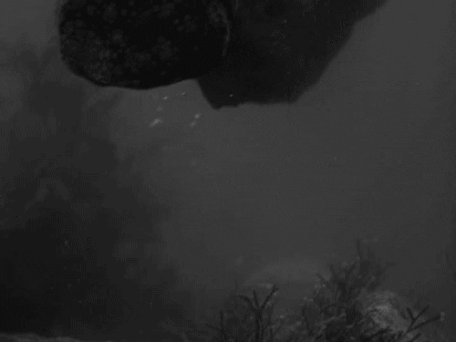 ocean GIF