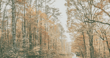 fall minnesota GIF