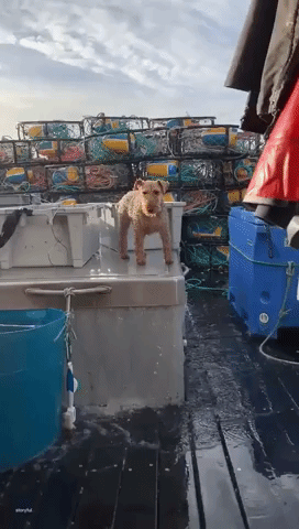 The Old Man’s Dog and the Sea: Terrier Inherited by Fisherman Adapts to New Life on the Waves