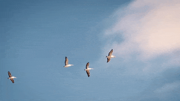 oceansoundsfestival victoria phillip island visit victoria ocean sounds GIF