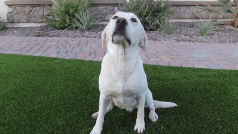 FatPuppy giphygifmaker daisy dog treat fat puppy store GIF
