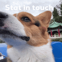 Dog Corgi GIF