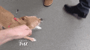 jennifer lawrence dog GIF