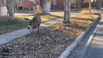 Colorado Deer Found With Christmas Lights Tangled Up in Antlers