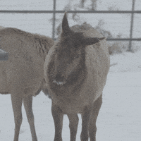 GIF by Travel Manitoba