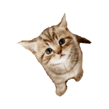 cute kitten STICKER by imoji