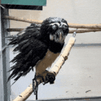 Birds Of Prey Rain GIF by Valley Zoo Development Society