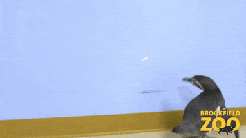 Follow Penguin GIF by Brookfield Zoo