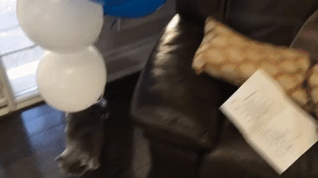 Poor Cat Tries to Escape from Balloons