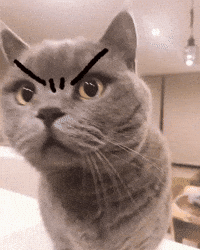 Angry Cat GIF by JustViral.Net