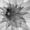 animation loop GIF by SymmetryInChaos