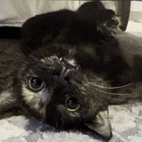 Silly Lilly GIF