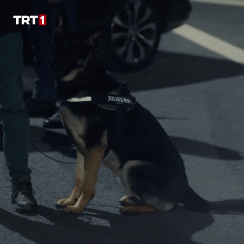 Police Dog What GIF by TRT