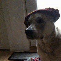 wild card dog GIF by Kathryn A. Martin Library