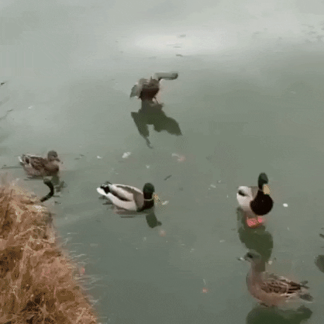 gif-vif giphyupload gifvif ducks on ice GIF