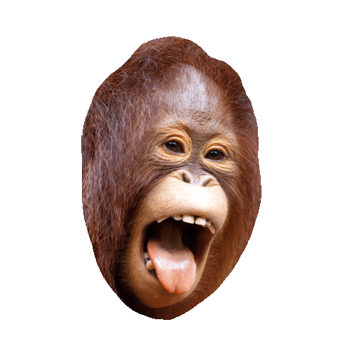 funny animals laughing STICKER by imoji