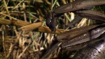 symphony for our world GIF by Nat Geo Wild 