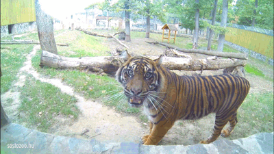 sumatran tiger GIF by Sosto Zoo