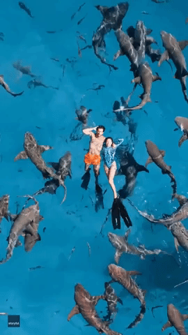 Maldives Tourists Float Serenely as Nurse Sharks Swim Below