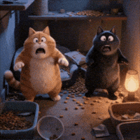 Black Cat Lmao GIF