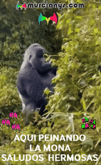 La Mona Humor GIF by Murcianys LLC