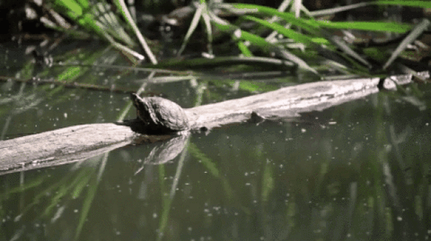 turtle sunbathing GIF