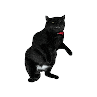 Black Cat Sticker