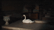 Swan Arirang GIF
