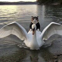 Cat Hello GIF