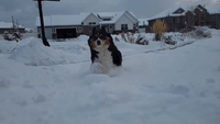 Doggo Bounds Through Snow