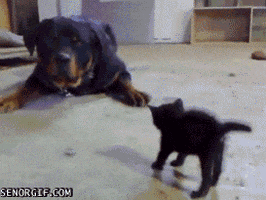 Cat Dog GIF