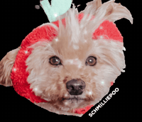 schmilliepoo cute dog schmilliepoo schmillie shmillie GIF