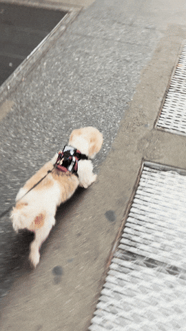 Dog Puppy GIF