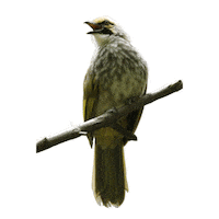 Education Birds Sticker by Mandai Wildlife Reserve