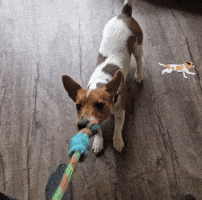 Jack Russell GIF