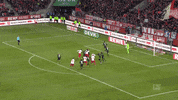 1 Fc Cologne Football GIF by 1. FC Köln