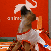 Animal Planet Football GIF by Puppy Bowl