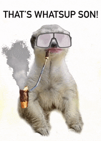 dynaplug dynaplug themeerkat GIF