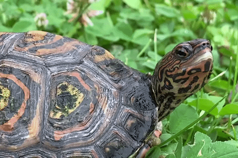 What You Want Turtle GIF by Kilo Sale Zeeland